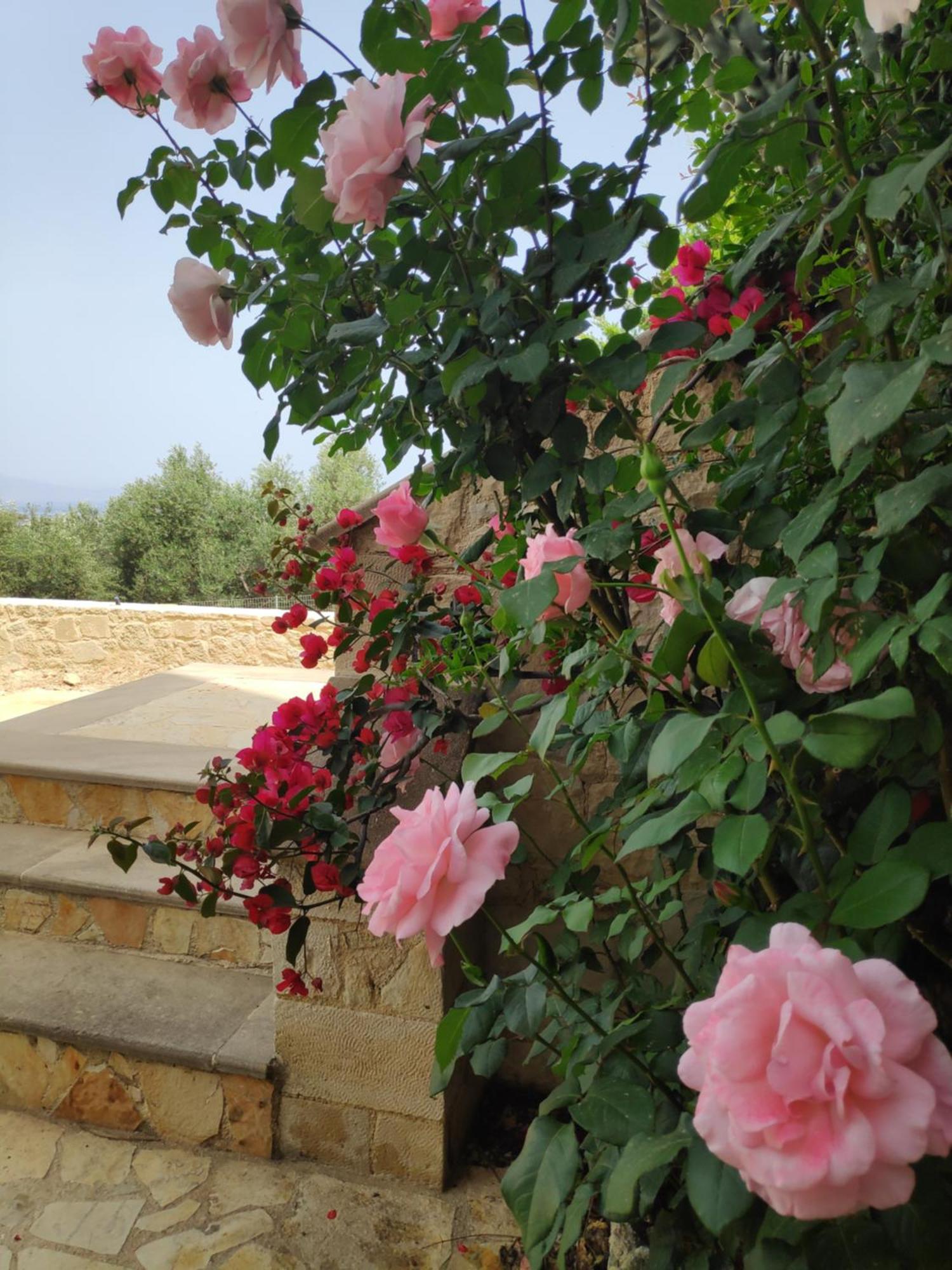 Xenia'S Countryside Guesthouse Agia Marina Zewnętrze zdjęcie